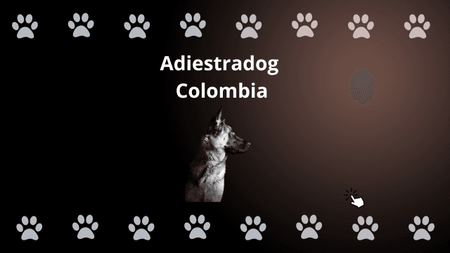 Pastor Alemán de perfil, imagen de Adiestradog Colombia, expertos en adiestramiento canino en Bogotá.