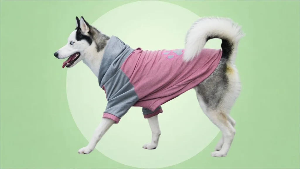 Buzos para perros en Bogota 86 chikopipo Buzos-para-perros-en-Bogota-86-chikopipo