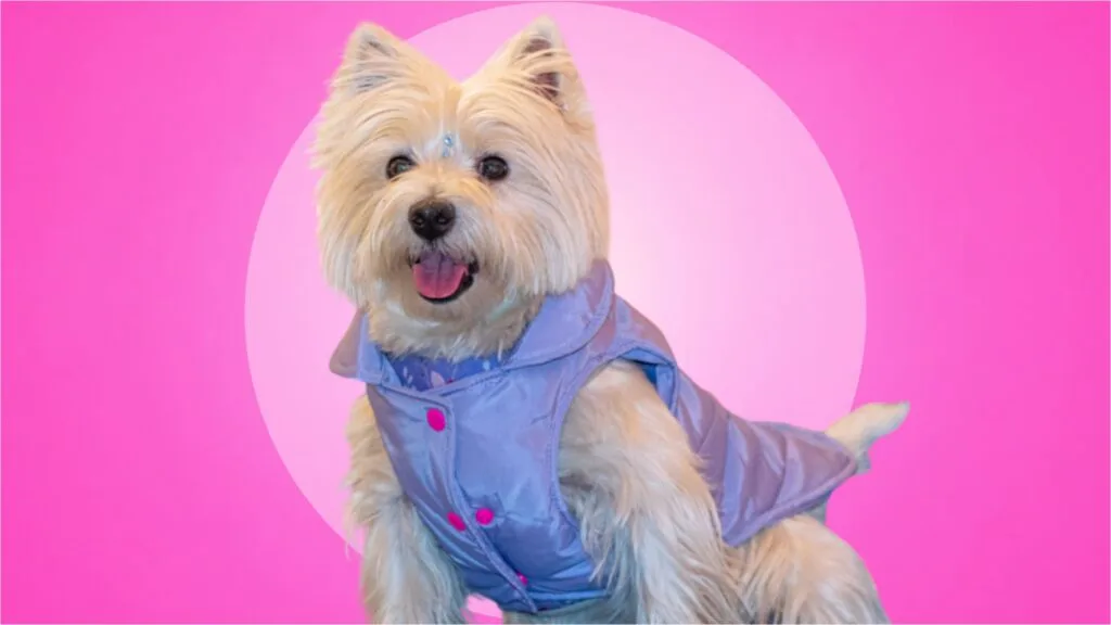 Chalecos para perros en Bogota 89 chikopipo Chalecos-para-perros-en-Bogota-89-chikopipo