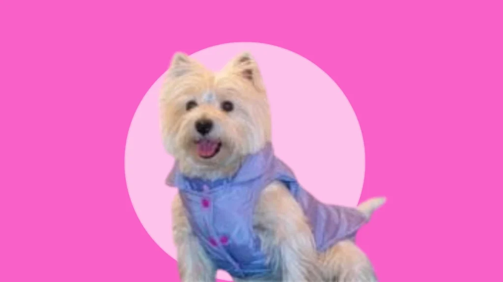 Chaleco para mascotas Chiko Pipo en Bogotá