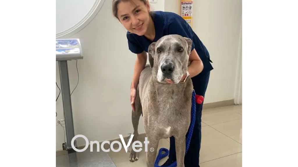 Atención veterinaria especializada para perros en Oncovet Bogotá.