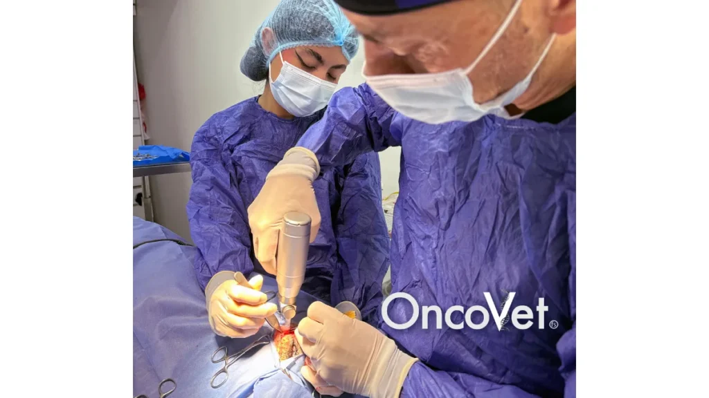 Cirugía veterinaria oncológica realizada por especialistas de Oncovet en Bogotá.