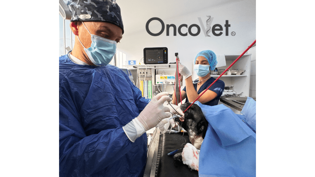 Procedimiento veterinario especializado realizado en Oncovet Bogotá.
