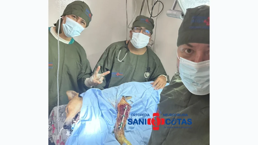 Caso clínico de ortopedia veterinaria atendido por SaniMascotas en Popayán.