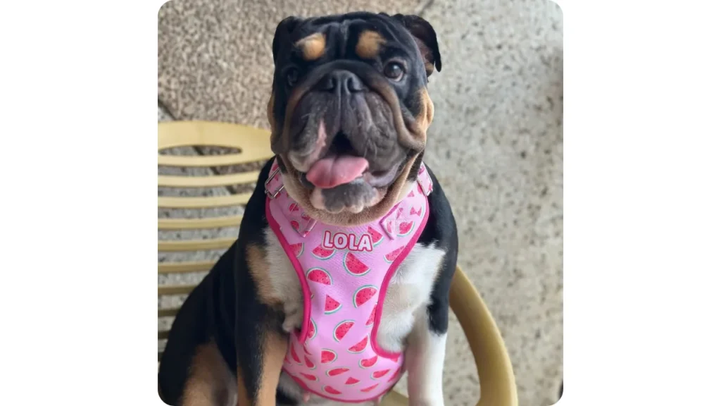 Arnés rosado personalizado con el nombre Lola para bulldog en Cali Only Love