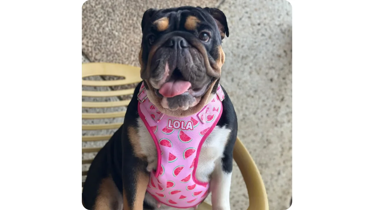 Arnés rosado personalizado con el nombre Lola para bulldog en Cali Only Love