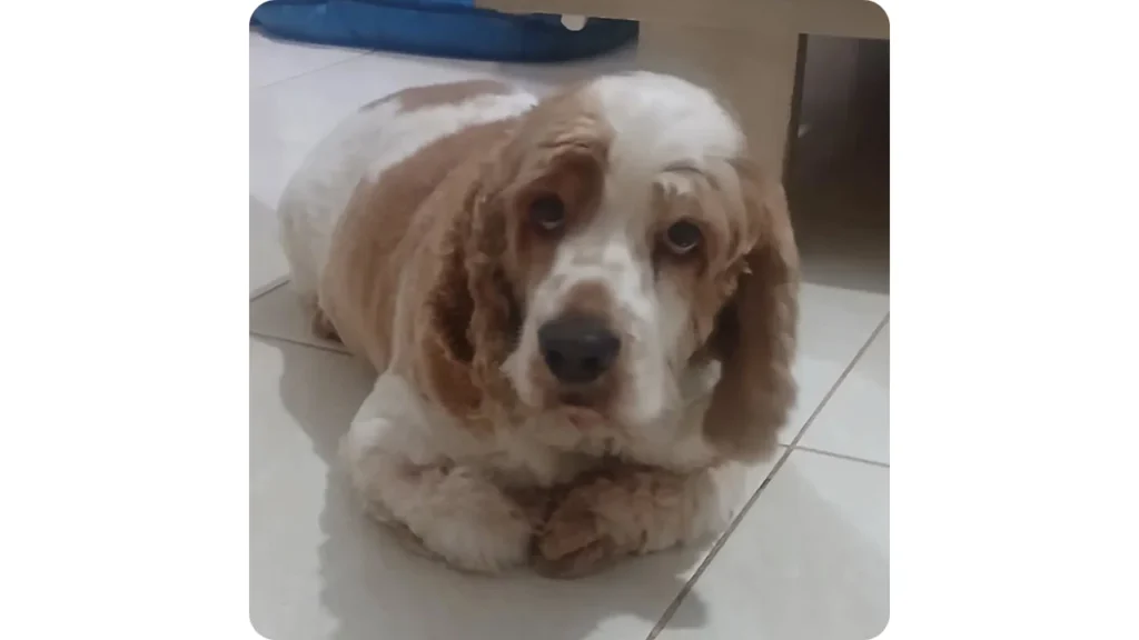 Perro Cocker Spaniel en cuidado diurno y supervisión permanente Amor de Pelos Cali