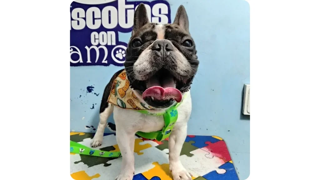 Perro pequeño aseado y estilizado después de una sesión de grooming