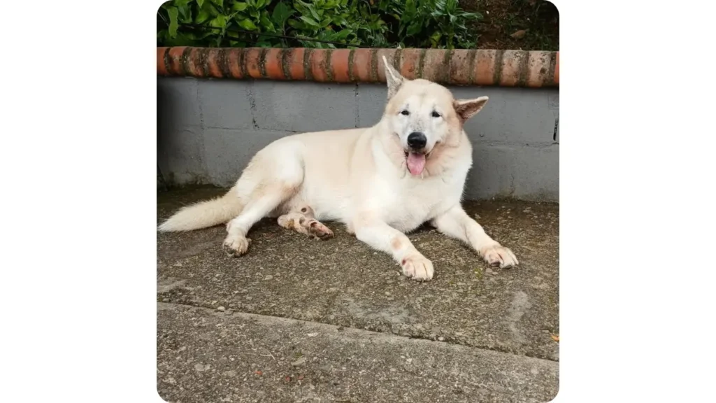 Perro grande descansando al aire libre en guardería canina campestre Amor de Pelos Cali