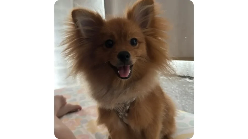 Perro pequeño feliz en guardería canina campestre Amor de Pelos en Cali
