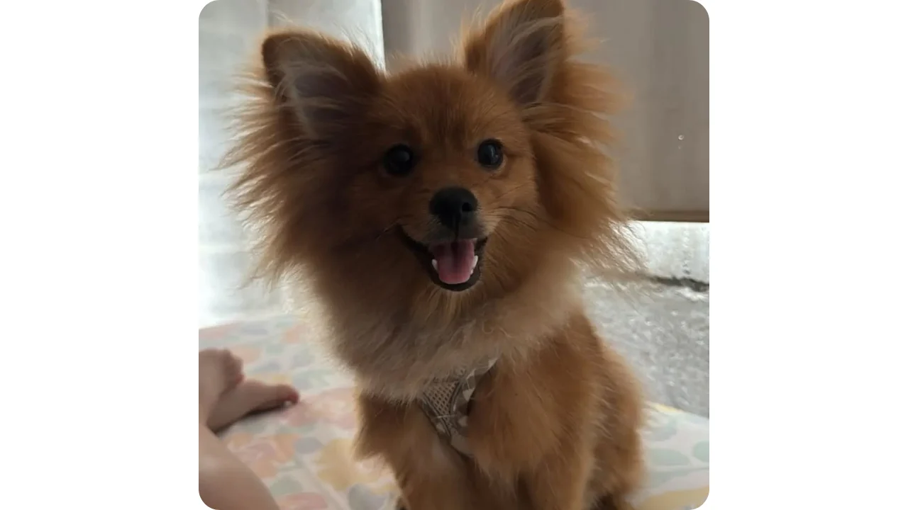 Perro pequeño feliz en guardería canina campestre Amor de Pelos en Cali
