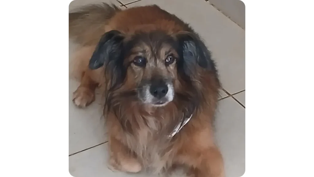 Perro en hospedaje temporal y cuidado diurno en Cali con Amor de Pelos
