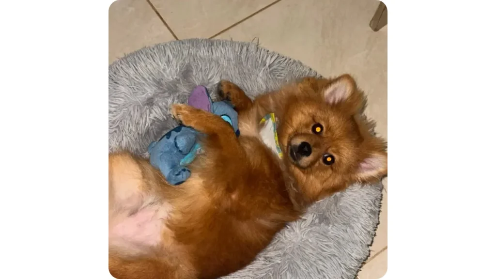 Perro pequeño descansando en cama acolchada en hotel canino libre de jaulas Amor de Pelos Cali