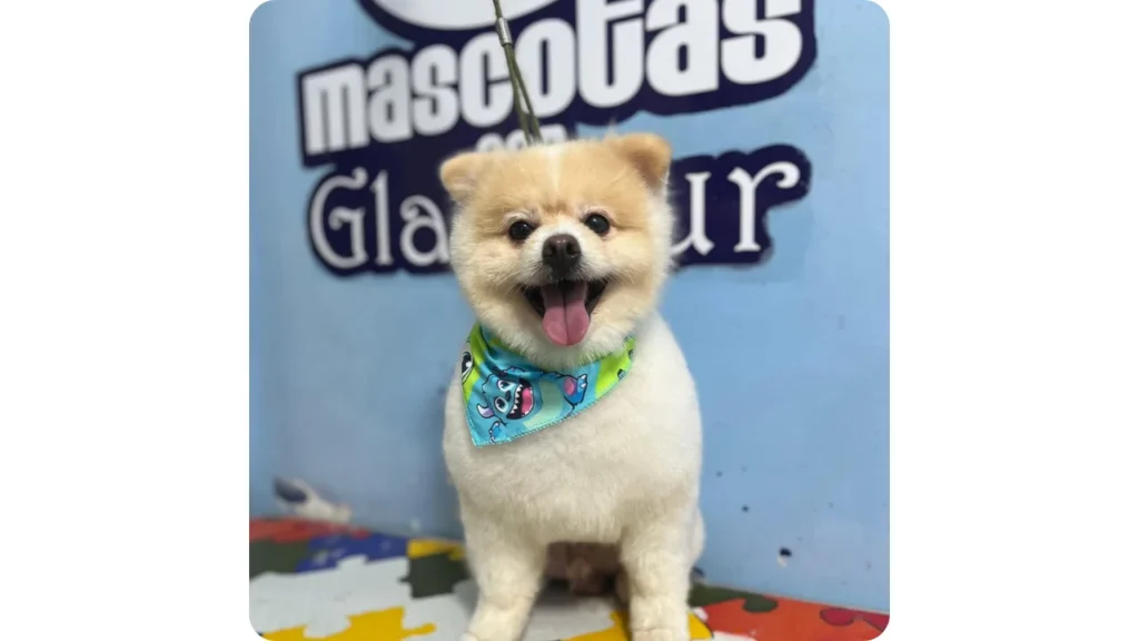 Perro después de un servicio de peluquería canina en Cali