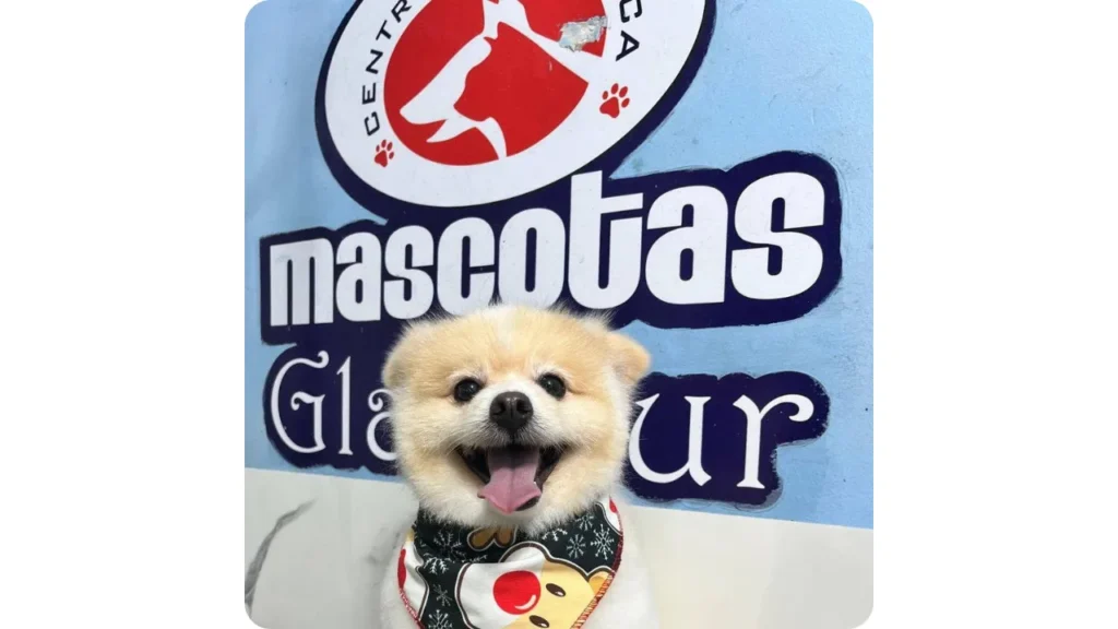 Perro pequeño con pelaje cuidado y acabado de peluquería