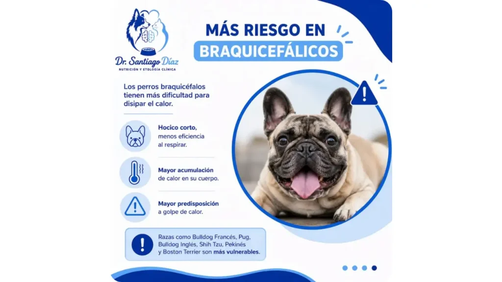Infografía explicativa del Dr. Santiago Díaz sobre prevención del golpe de calor y dificultad respiratoria en perros braquicéfalos en Medellín
