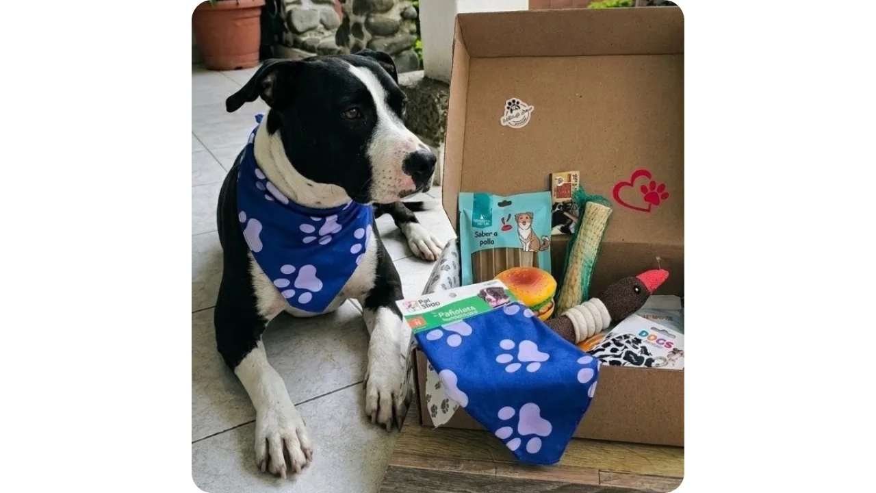 Perro luciendo pañoleta azul junto a su caja de regalo de cumpleaños de Huellas de Amor Cali