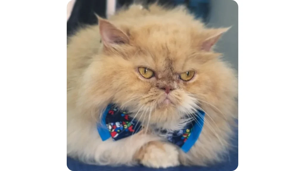 gato persa grooming foozoo cartagena Gato Persa con el pelaje cuidado