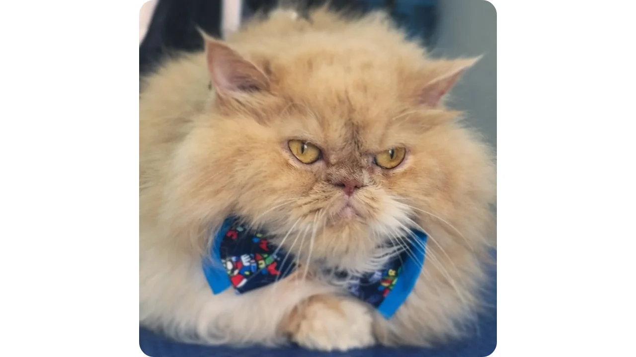 Gato Persa con el pelaje cuidado