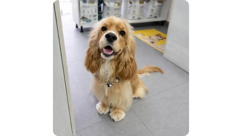 grooming cocker spaniel cartagena foozoo Perro Cocker Spaniel con pelaje cuidado y arreglado