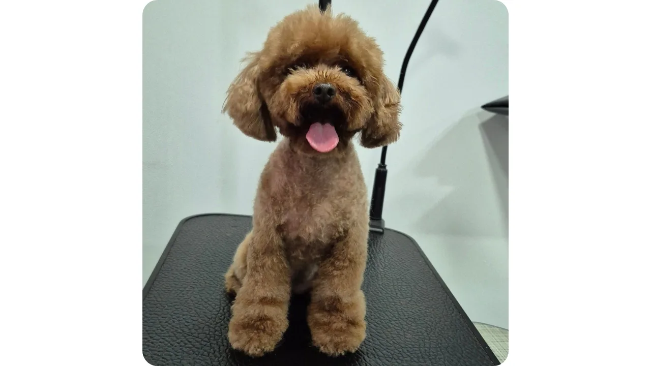 Perro pequeño con pelaje cuidado y acabado de grooming sobre una mesa de trabajo