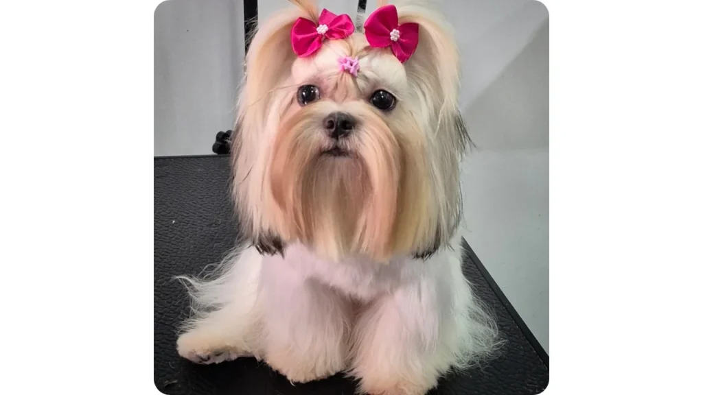 grooming shih tzu cartagena foozoo Perro Shih Tzu con pelaje cuidado y arreglado después del grooming