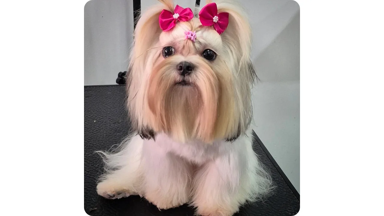 Perro Shih Tzu con pelaje cuidado y arreglado después del grooming